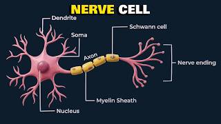 Neuron Structure and Function: Types & Nerve Impulse Explained in 3D