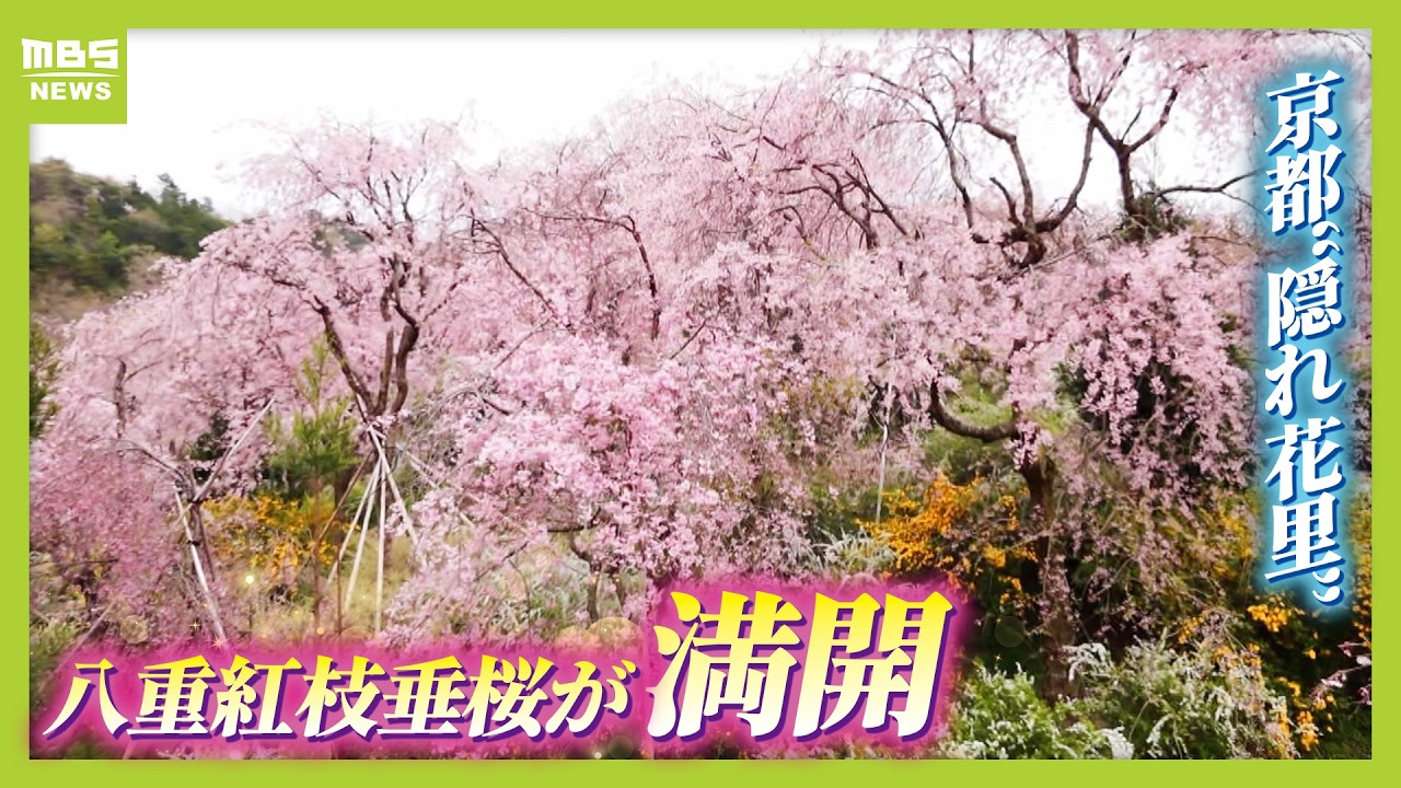 Cherry Blossoms in Full Bloom] Double-flowered weeping cherry
