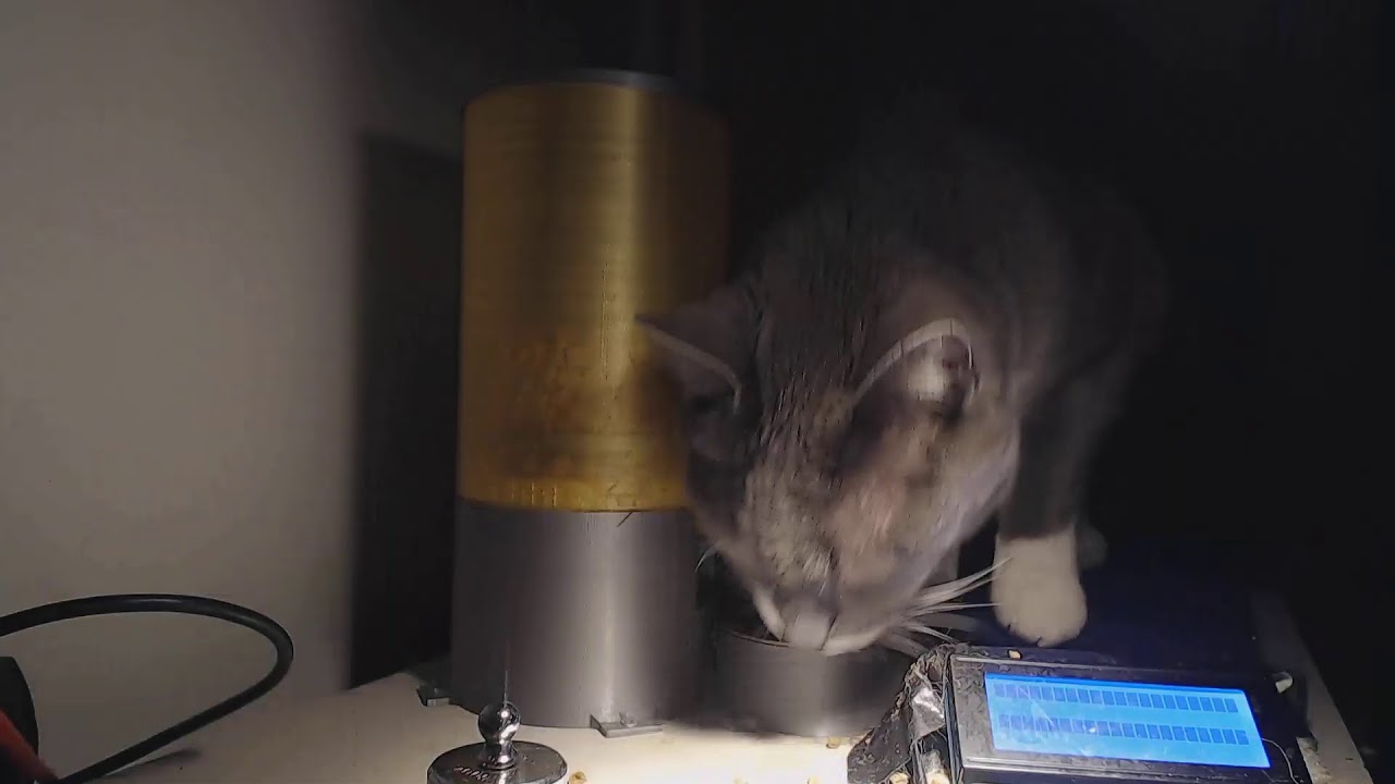 Live cat stream - YouTube
