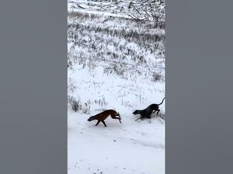 Coyote Hunting With Greyhounds! #coyote #Huntingwithdogs - YouTube