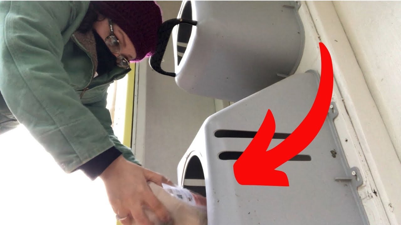 STINKY Chicken Coop QUICK FIX? Coop Right Poultry Dust Review YouTube