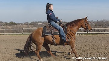 SDP Driving Ruby - jog, lopes, stops! - ValleyViewRanch.net