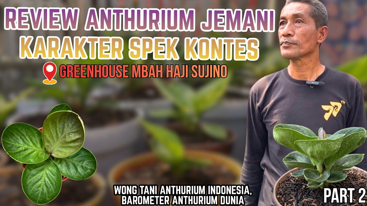 REVIEW OF ANTHURIUM JEMANI CHARACTERS CONTEST MATERIAL IN GREENHOUSE MBAH HAJI SUJINO #part2