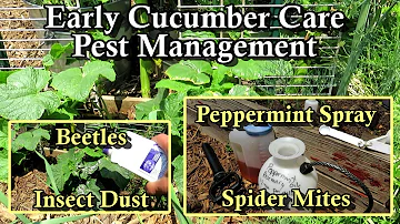 How to Grow Cucumbers - Insect Dust  & Peppermint Oil Spray Mix: Spider Mites & Cucumber Beetles