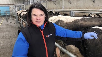 Body Condition Scoring (BCS) How to and Why To