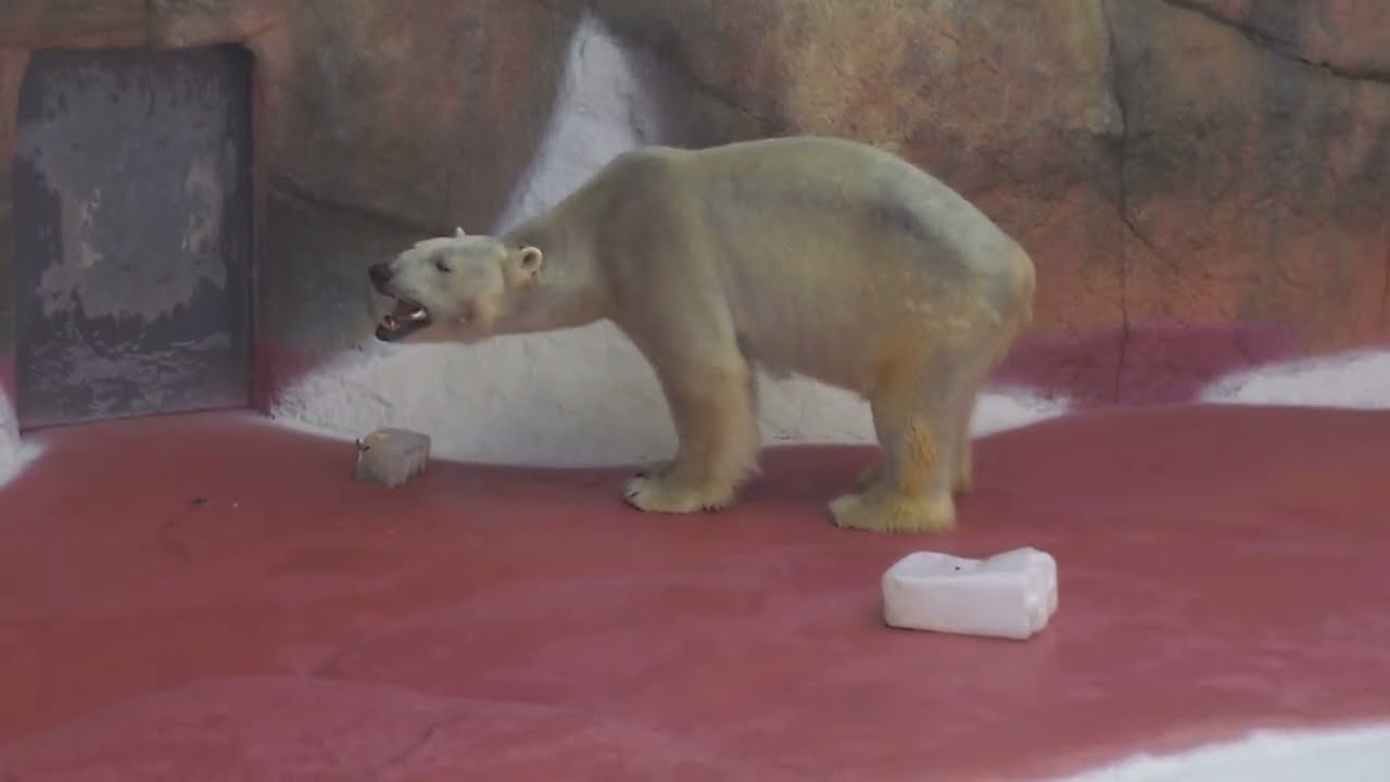 ライトくん10歳のお祝い #平川動物公園 #ホッキョクグマ #シロクマ #ライト