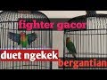 Full ngekek..!!duet LB fighter ngekek bersautan,di jamin Lovebird anda auto ngekek