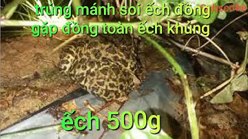 hướng dẫn chi tiết cách soi ếch đồng .và những kiểu bắt ếch đảm bảo ăn hàng