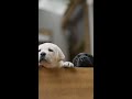 Newrez + National Service Dog Month