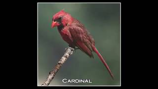 Adirondack Slideshow Vol. 2