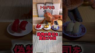 トカゲに偽物の寿司はバレるのか?