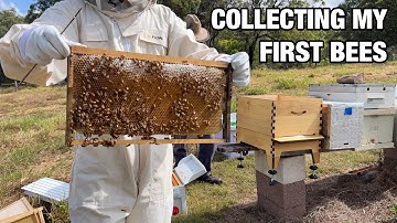 Getting Started Beekeeping: Collecting Your First Beehives
