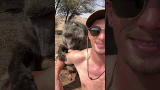 A Baboon Grooming Session