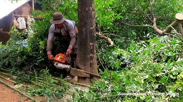 Best Chainsaw MS720 STIHL Felling Tree! Indonesia Tree Cutting Sound Effect, Trees Cutting Down