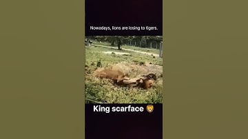 Thumbnail of you know the scarface #lion #scarface#wildlife#tiger #shorts#trending#ytshorts #music#song#newsong
