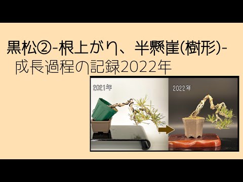 盆栽【黒松②-根上がり、半懸崖(樹形)-】成長過程の記録2022年 盆栽【黒松②-根上がり、半懸崖(樹形)-】成長過程の記録2022年