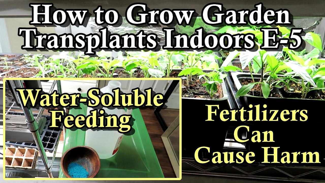 How to Fertilize Seed Starts Correctly! How to Grow Garden Transplants Indoors on A Budget E5