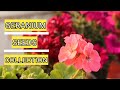 HOW TO COLLECT AND STORE GERANIUM SEEDS|| FLOWER SEEDS COLLECTION || AK GARDENING PASSION..#GERANIUM