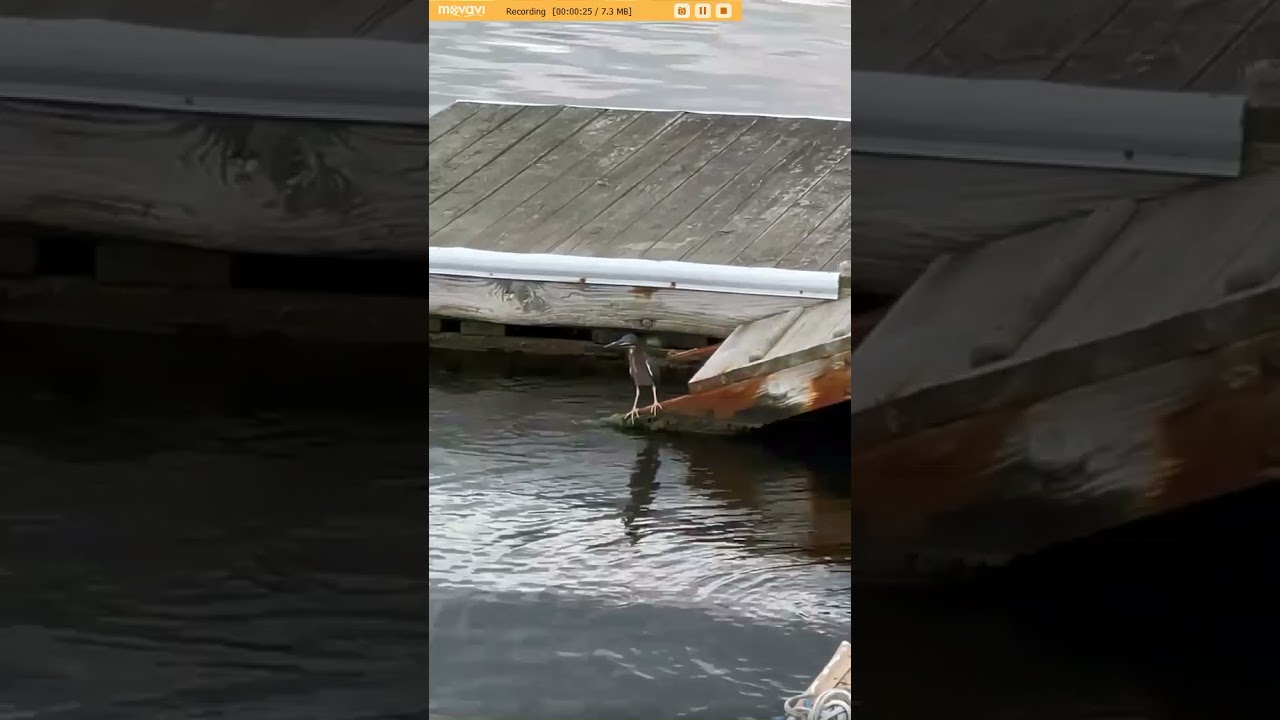 Town of Hempstead Yellow Legged Night Hawk Baby Lost His Home