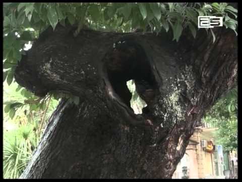 ქალქში მწვანე ნარგავების დეფიციტია