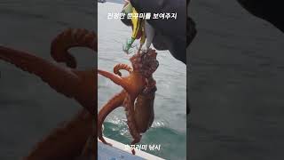 문어지만 쭈꾸미, 금어기전 삼천포 문꾸미 낚시!