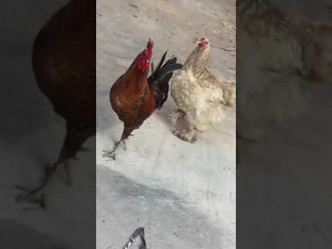 أحلى فلوڨ مع خالتي هدى نحبكم بناتي وولادي