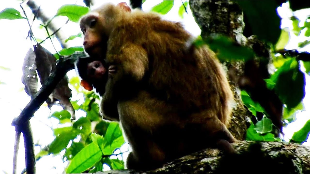 a way out duracion Bonita Kidnaps Newborn Baby Janet A Way From Mom/ She's Looking For Mom