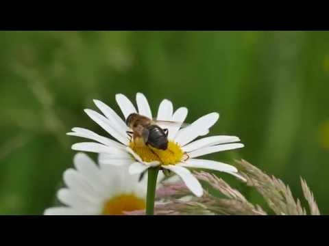Vidéo: Hoverfly Larvae And Eggs - Comment trouver des mouches syrphes dans le jardin