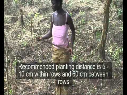 Production videos from Wadep: Soy Beans - Nkwanta, Ghana