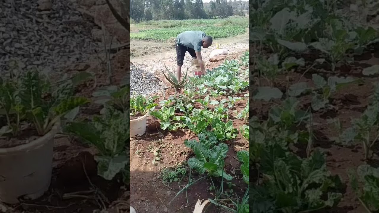 organic farming #farming #ihavethisthingwithplants