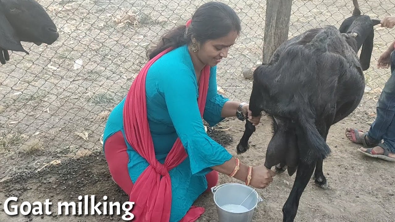 Goat milking by hand..... Village life vlog