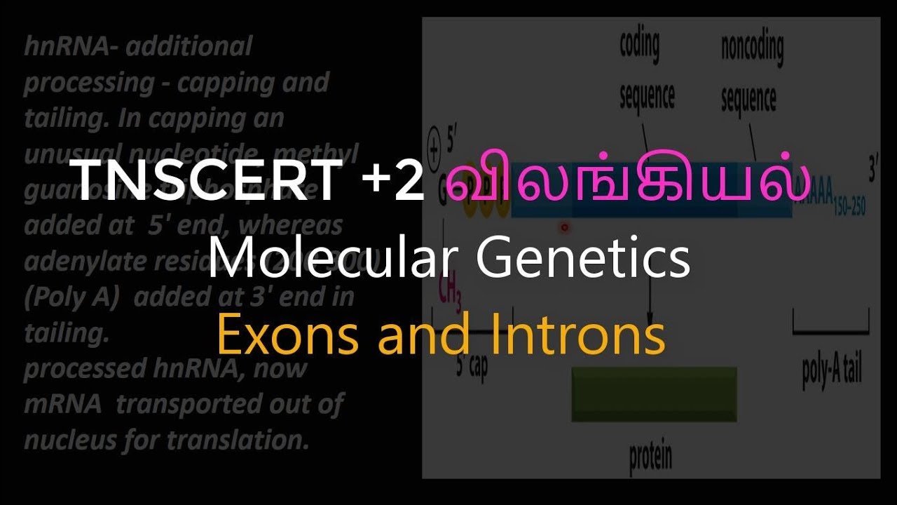 28.Zoology | Molecular Genetics | Exons and Introns - YouTube
