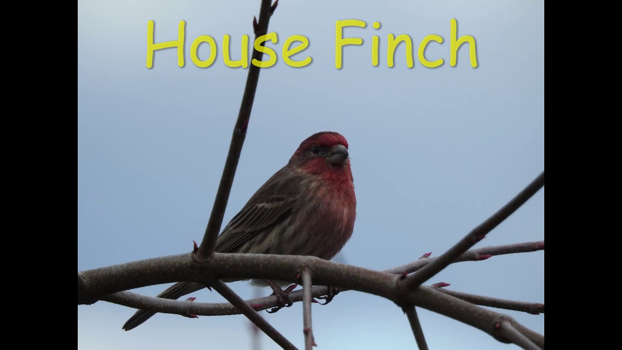 Introduction to birding in Washington YouTube