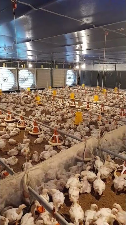 Exhouse fan pada kandang ayam Close House #shorts #tiktok #story #storywa #chicken #viral #trending