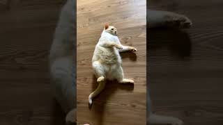 Просто толстый кот чилит и  балдеет... #shorts