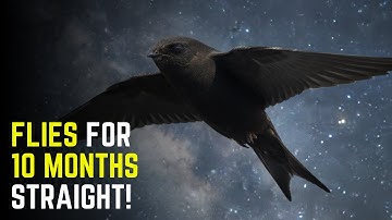 This Bird Can Fly for 10 Months Without Landing (The Common Swift)