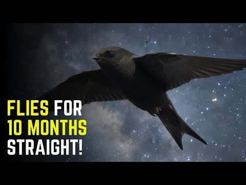 This Bird Can Fly for 10 Months Without Landing (The Common Swift)