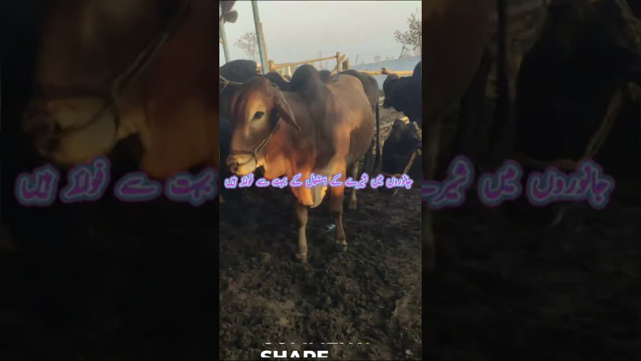 Sheray kay Istmaal Kay Fwaid I Use Of Molasses In Bachra Farming I Molasses Benefits For Bull