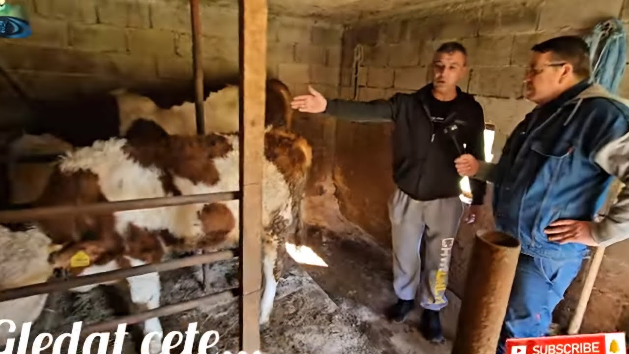 🚜 Žena vozi autobus, ja traktor – uzgajamo bikove, zajedno još od osnovne škole! 💕