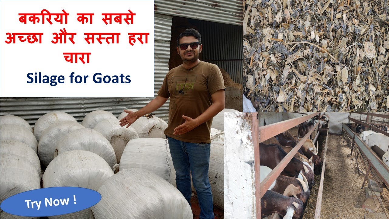 भेड बकरियो  का सबसे अच्छा ,पोष्टिक  और सस्ता हरा चारा ! Silage for Goats . पशु आहार कि नई तकनीक !!