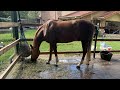 Groom with me: realistic basic horse groom from start to finish