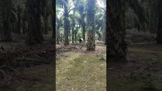 Download Lagu PETANI SAWIT #sawit #sawit_unggul #shorts #short MP3