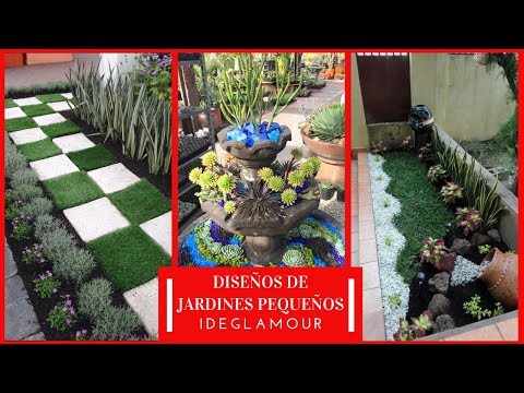 Video: Euphorbia Multiflorous - Decoración De Jardines