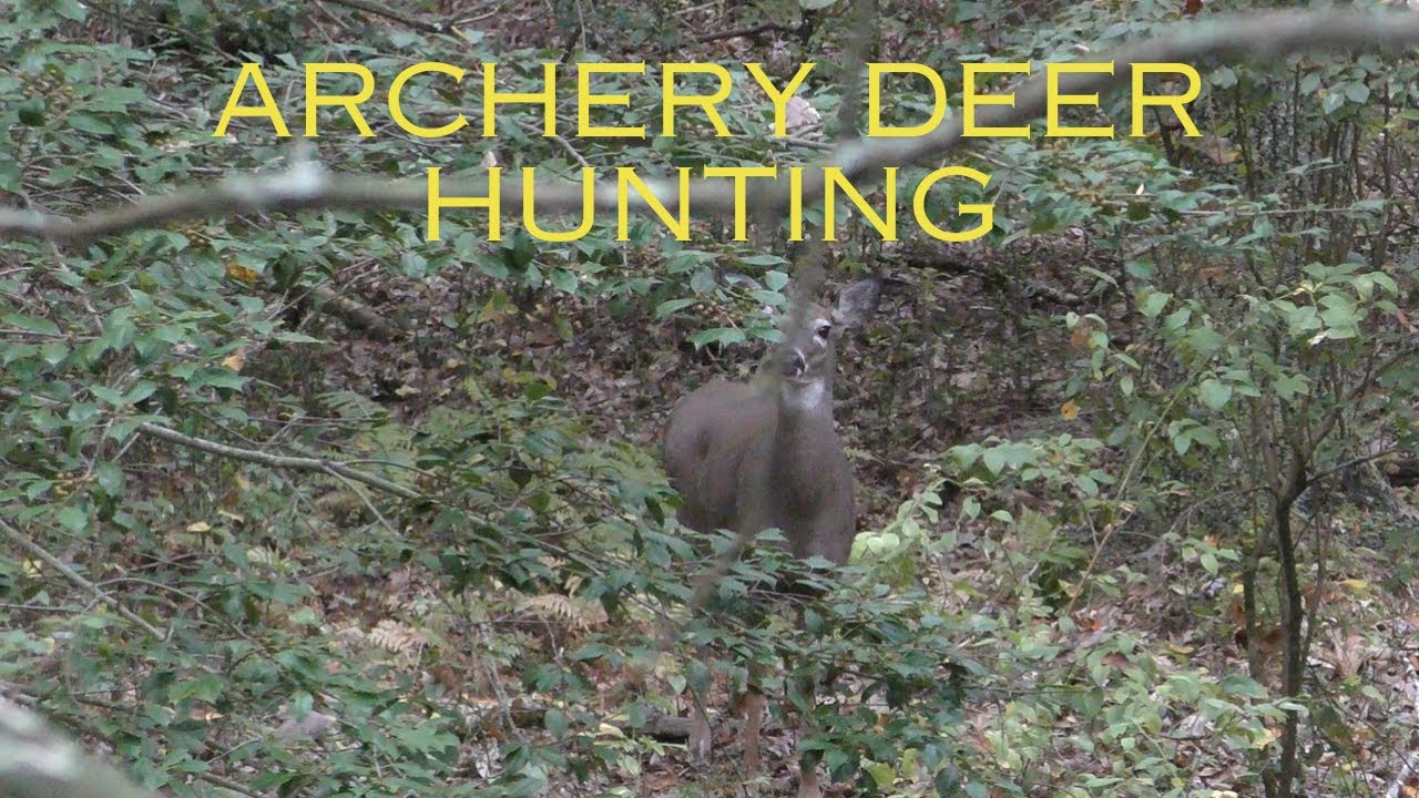 A Week of Archery Deer Hunting Public Land in Southern MA