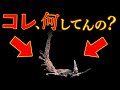 100％役に立たないけど面白いエルデンリングの小ネタ集【ゆっくり解説】