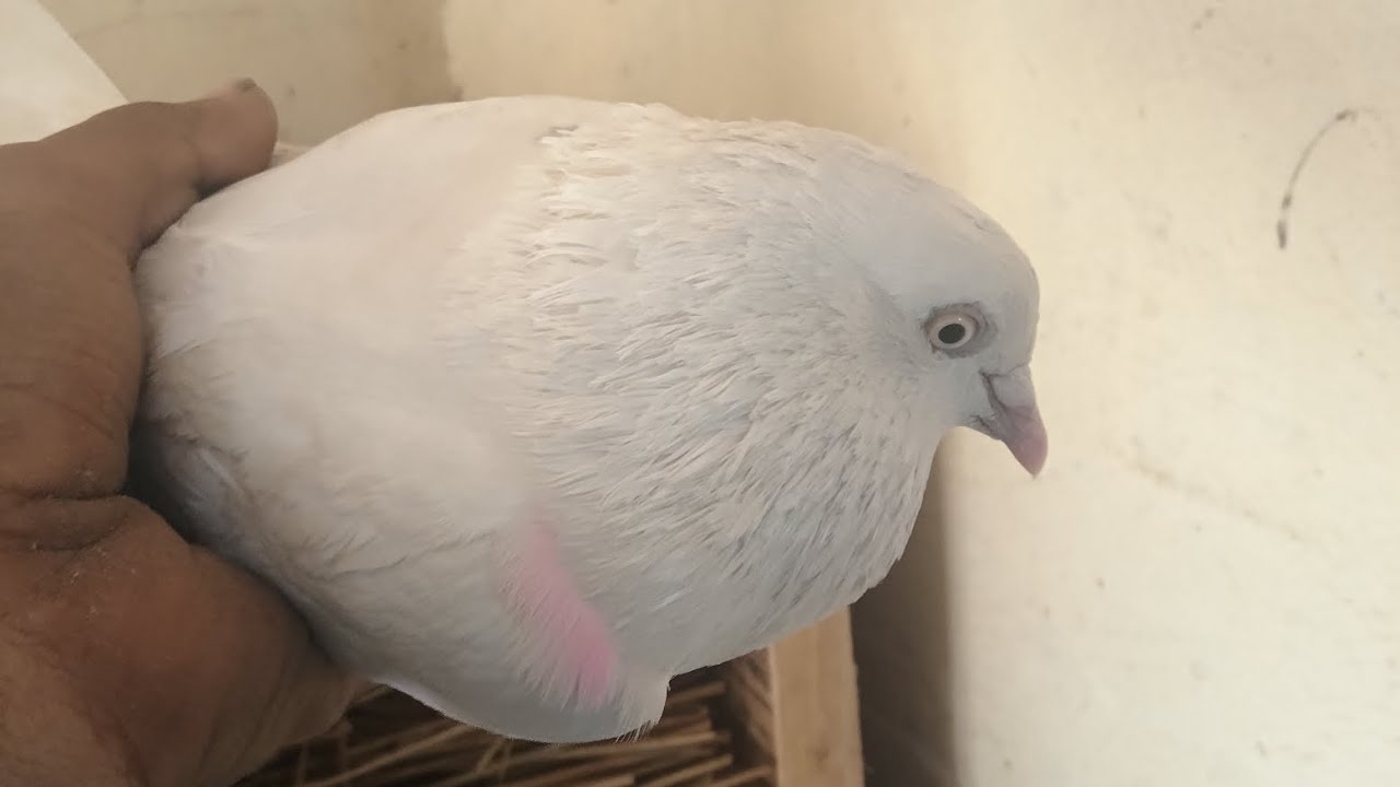 Ajay kabutar pakda Gulabi colour wala