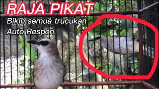 Suara trucukan gacor RAJA PIKAT ampuh buat semua trucukan reapon