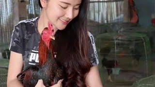 Kandang Ayam Kampung Di Lahan Sempit Manukoroe