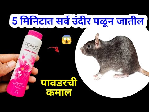 कोणतही औषध न वापरता घालवा घरगुती पद्धतीने उंदीर?takau pasun tikau vastu / kitchen tips / mouse / rat