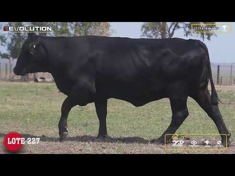 LOTE 227